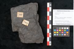 Foto (Objekt + Etikett) von Callipteris sp.  (NHMW-GEO-2024-0188-10910)